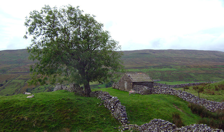 Dry stone walls and field barn near Kisdon