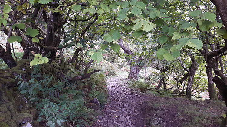 Gnarled Woodland