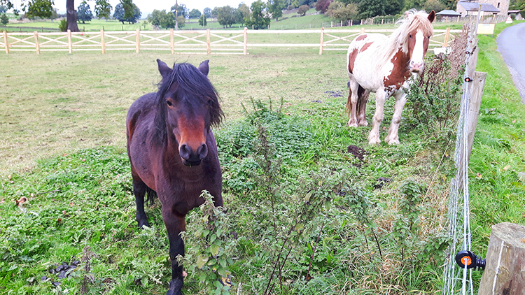 Friendly horses