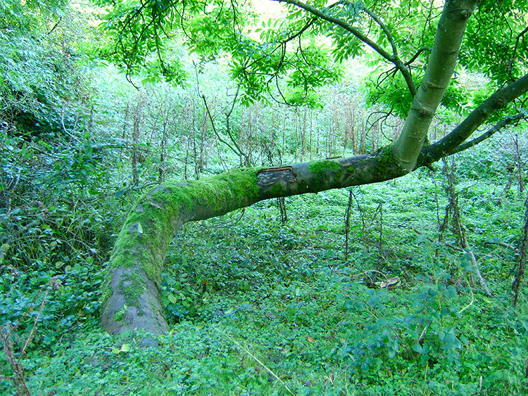 Distorted tree in Round Howe Wood