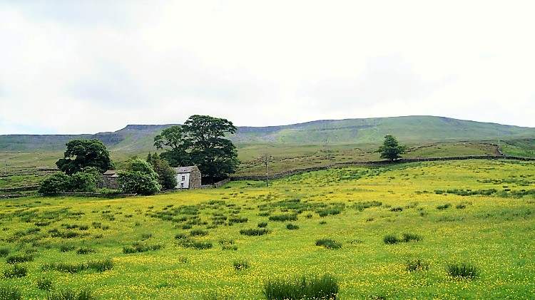 Buttercup delight near Hazelgill