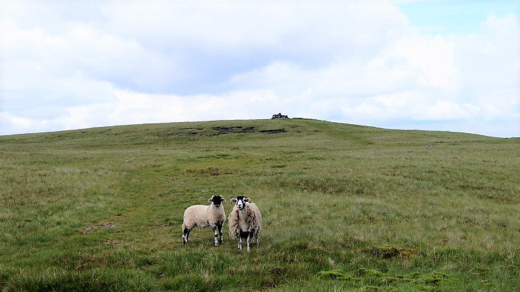 Friendly sheep on Wild Boar Fell