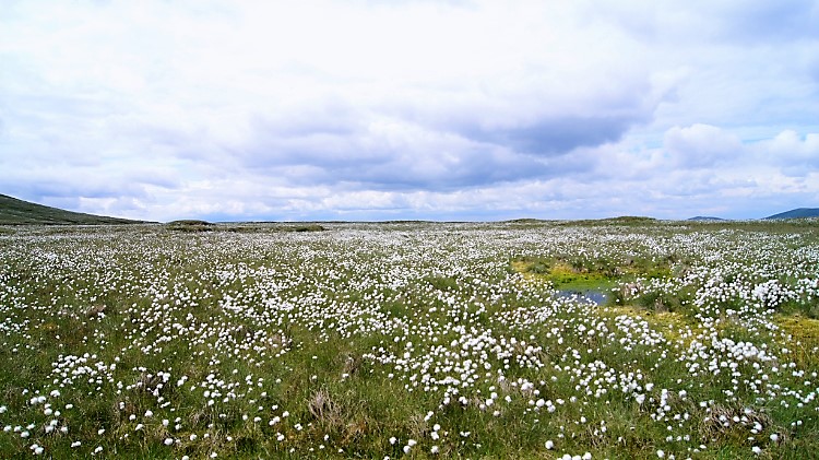 Bog Cotton near Uldale Gill Head