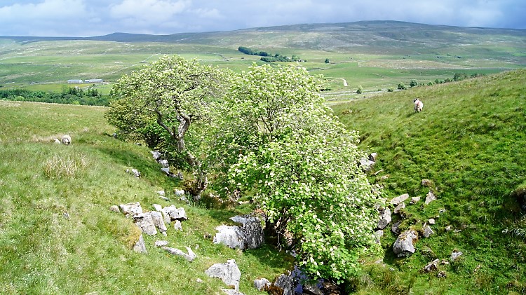 Smithy Gill