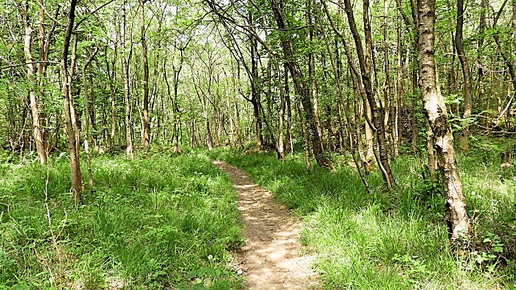 Grass Wood near Grassington
