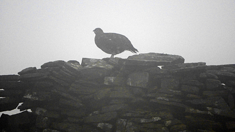 Grouse in the mist on Plover Hill