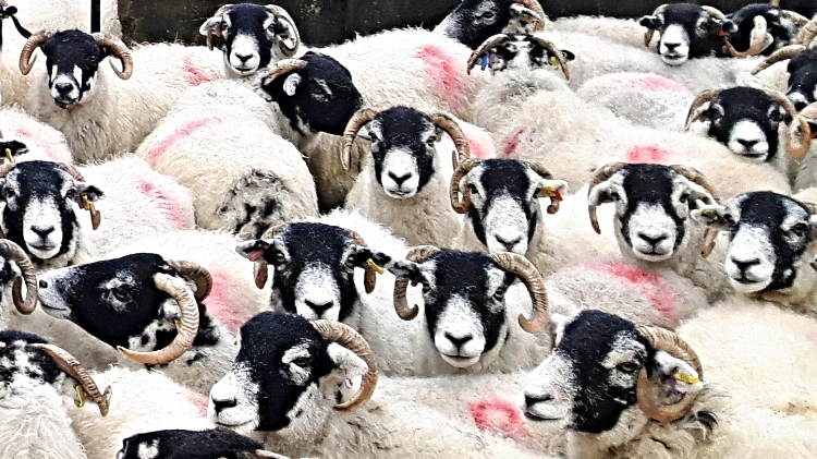 The gang of sheep at Marrick Priory