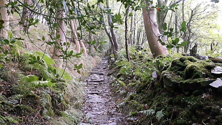 The steep path climbing through Steps Wood