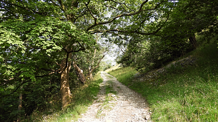 Buckden Wood