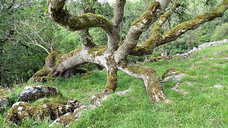 The Incredible Spider Tree