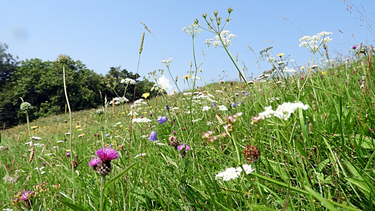 Wildflower meadow near Rais Wood