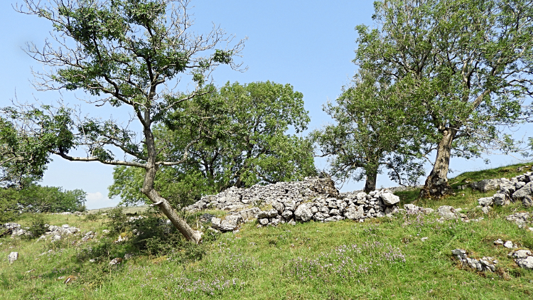 Strans Wood