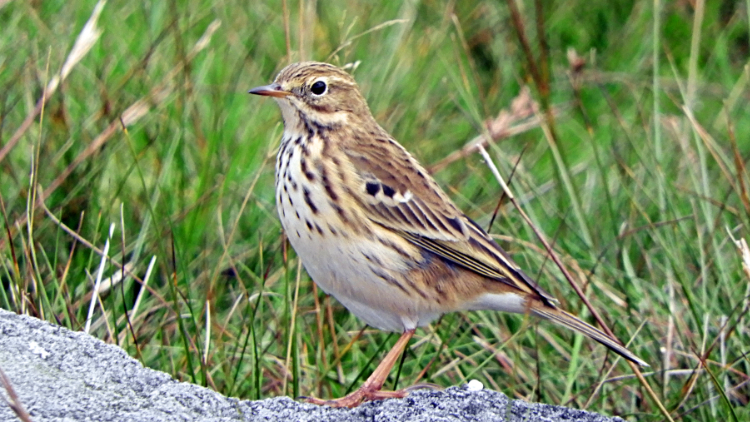 A watchful Meadow Pipit