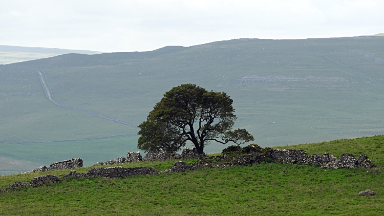Tree silhouetted by Conistone Moor