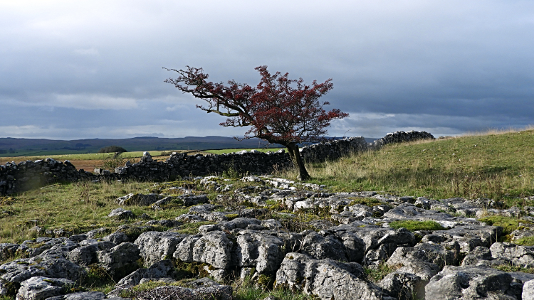 Limestone pavement on Giggleswick Scar