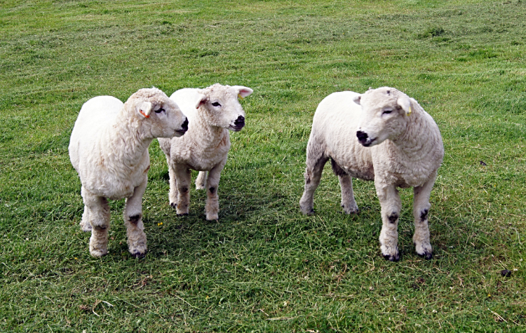 Cuddly sheep of Grassington