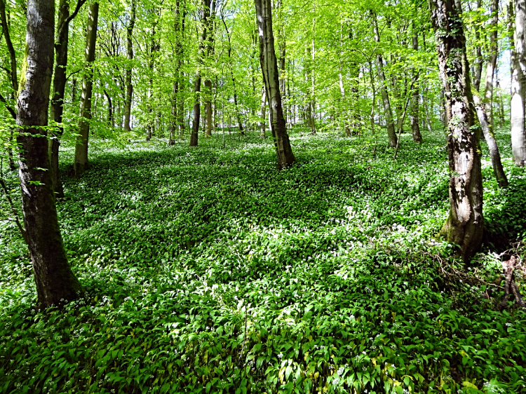 Bank of Wild Garlic