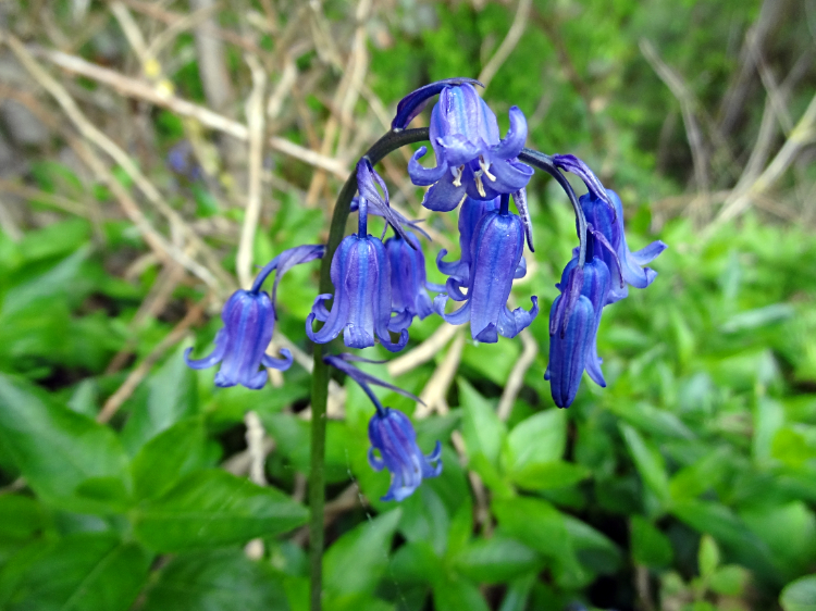 Bluebell beauty