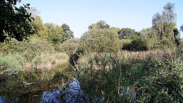 Breed Fen