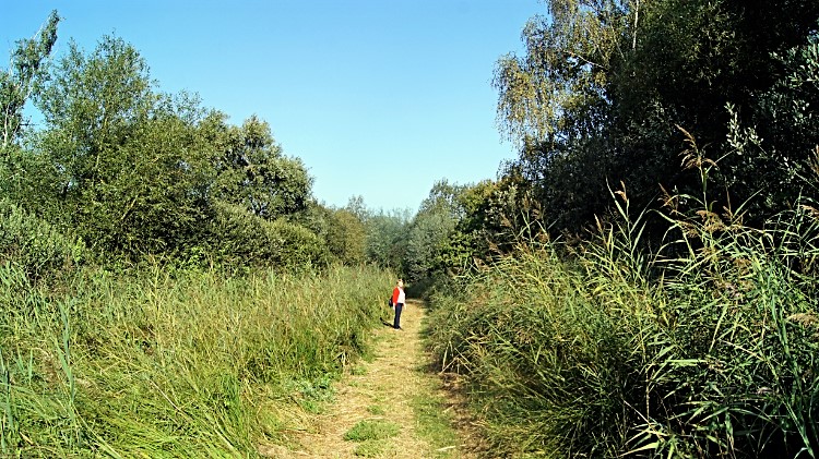 Avenue of reeds and trees