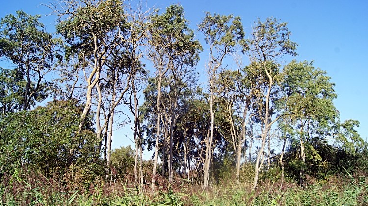 Sentinels of Silver Birch