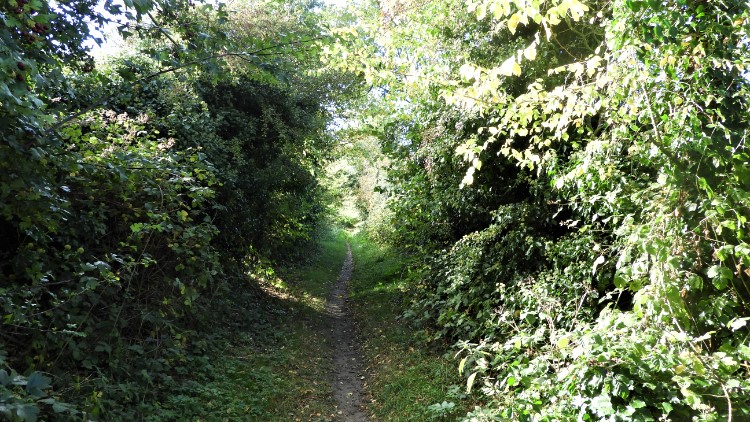 Crab Apple avenue near Wiveton