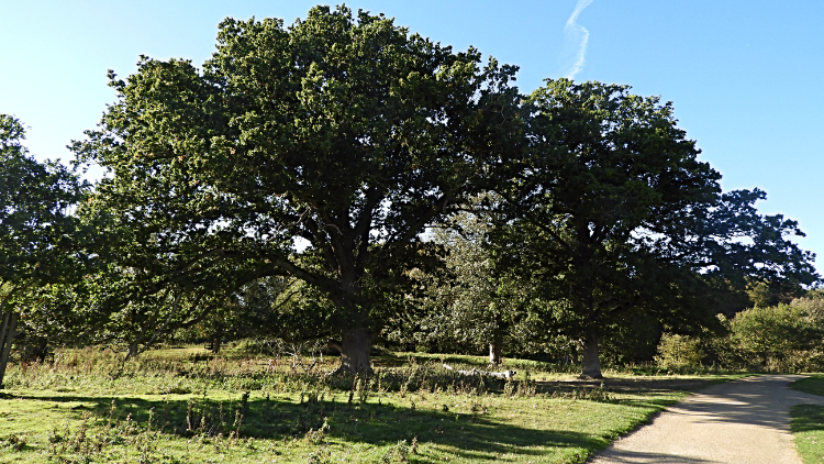 Avenue of Great Felbrigg Sessile Oak