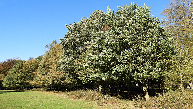 Trees lining the edge of Great Wood