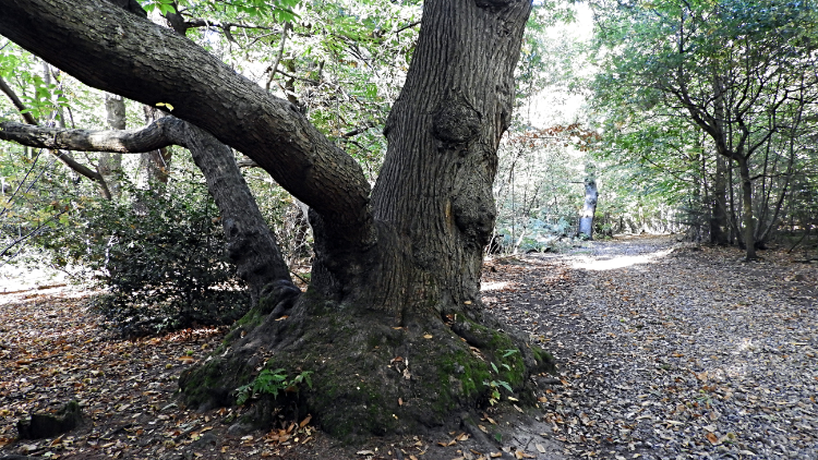 A magnificent Oak