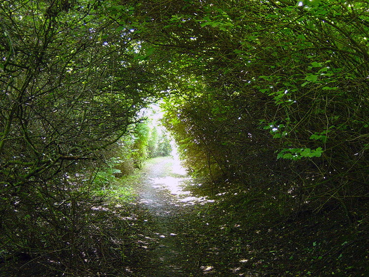 Avenue of Hawthorn near the Beverley Westwood