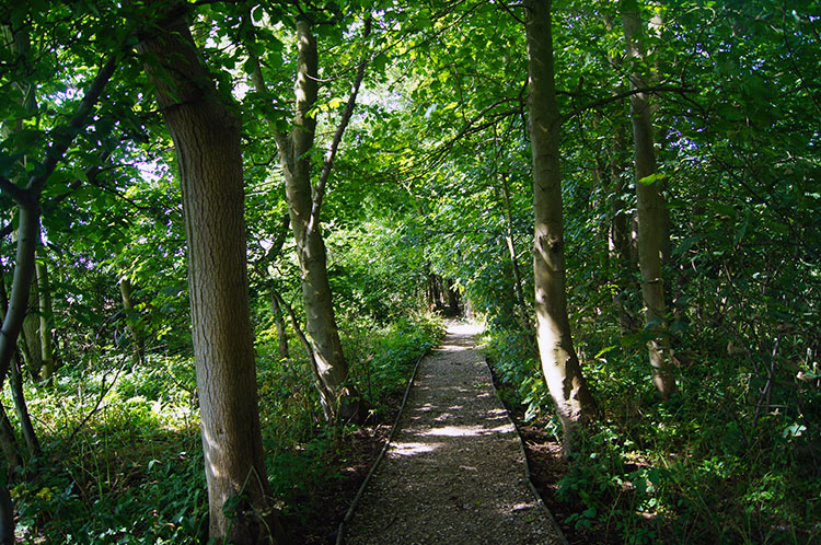 Home Farm Plantation, Flamborough