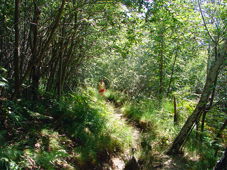 Woodland near Breglia