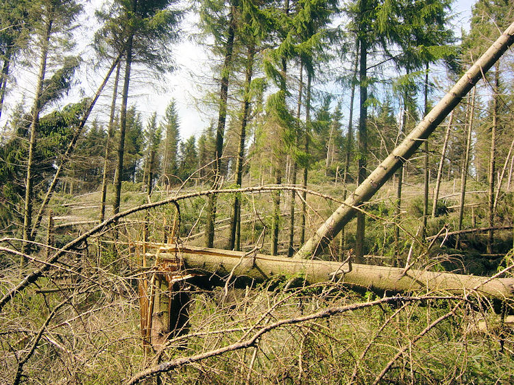 Storm damage