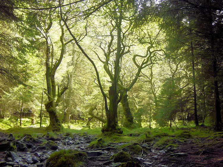 The woodland walking is spookily dark in places