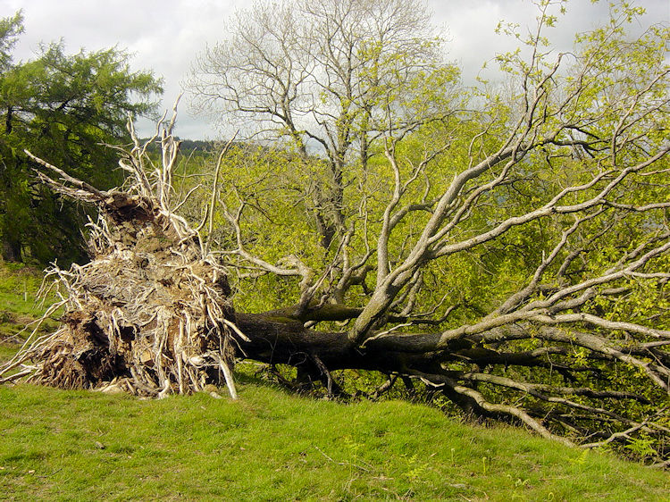 One of the many trees felled by the January storms