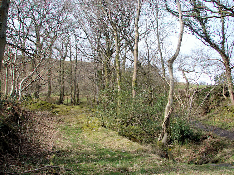 The wooded track from Thackthwaite to the fells