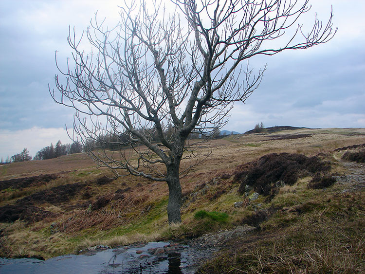 Cat Gill near Walla Crag