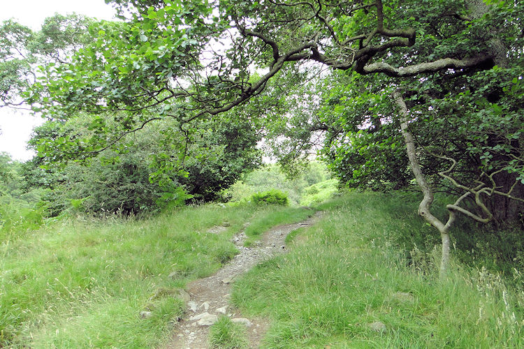 The lovely woodland trail
