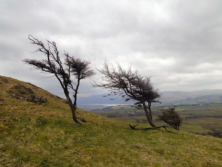 Hawthorn Trees in Whittas Park