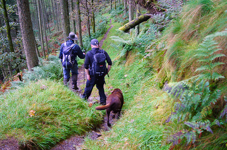 Continuing through Holme Wood to Loweswater