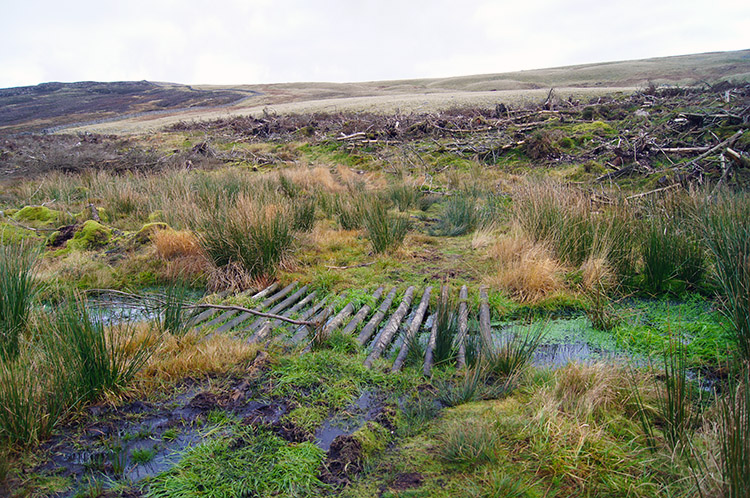 Water hazards in the felled woodland