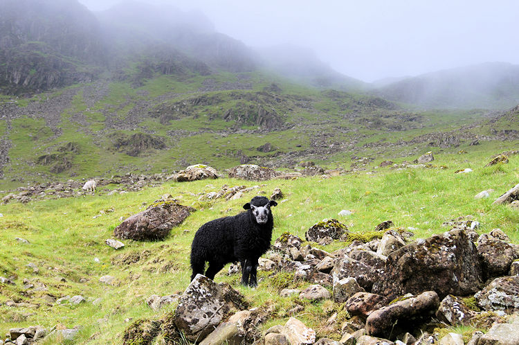Black Sheep of Scarth Gap Pass