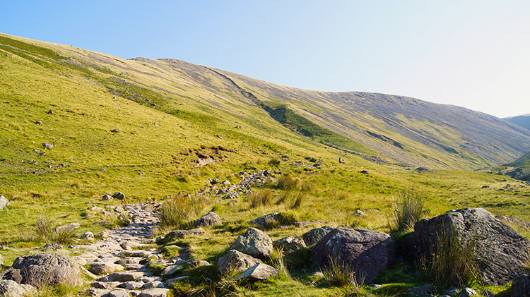 Path to Brown Tongue