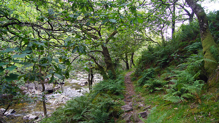 Wallowbarrow Gorge