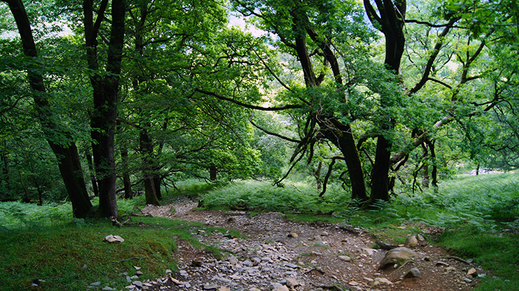 Descending through High Hows Wood