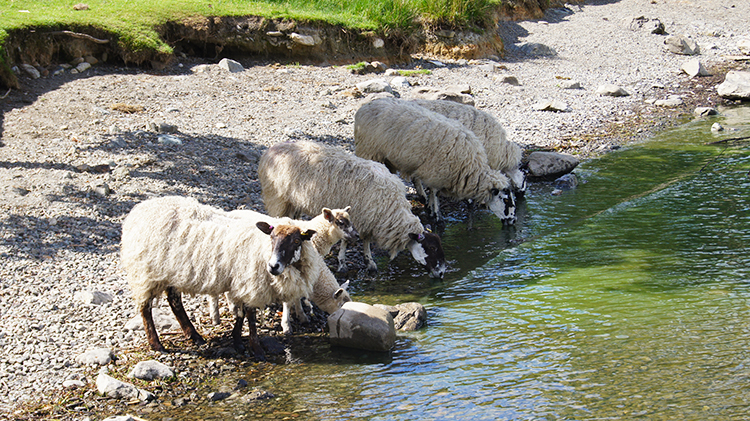 It is thirsty work