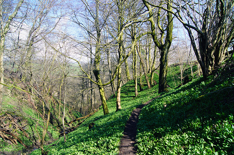 Steep Wood