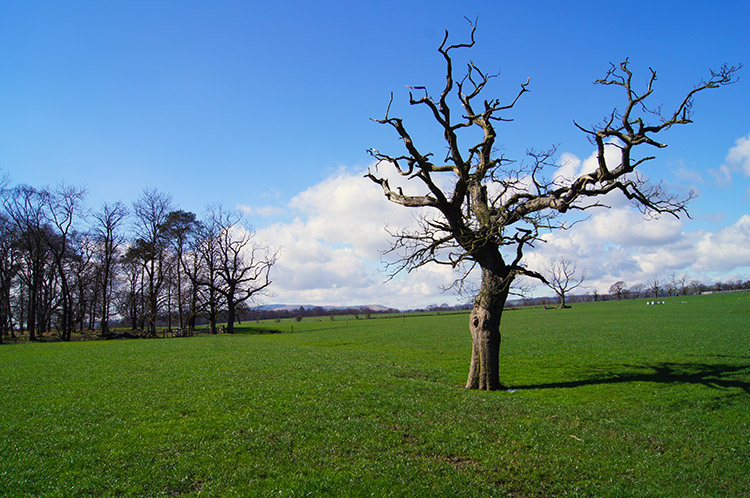 Approaching Bolton Close Plantation