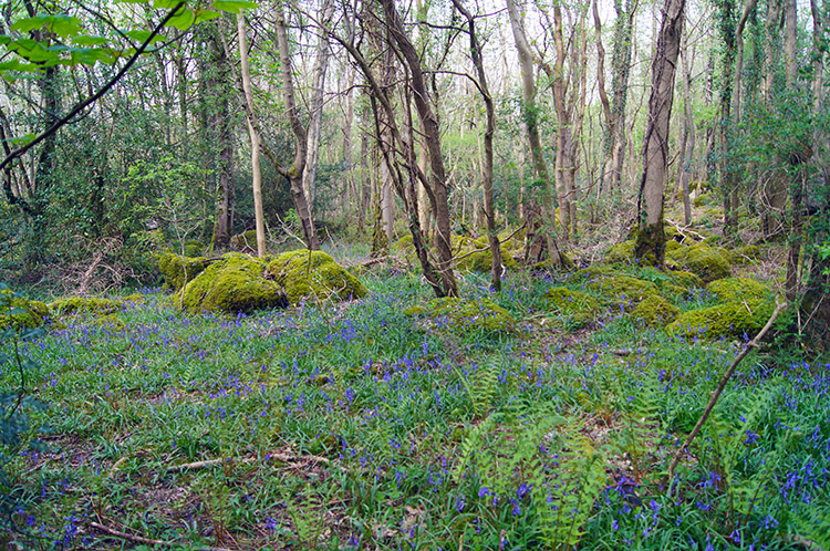 Bluebell woodland near Yealand Conyers