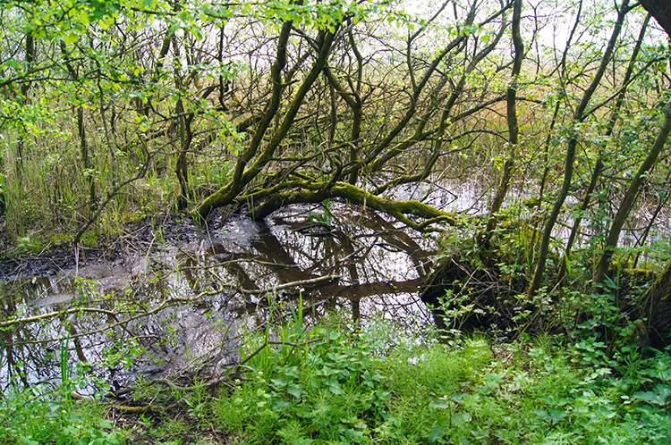 Wetland at Leighton Moss Nature Reserve